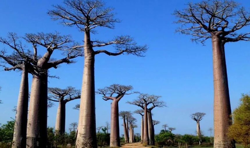 Escape to Madagascar : Tana, Morondava and the South